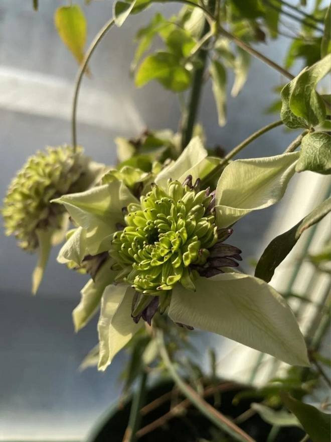 Bien ban cong 12m2 thanh “xu so than tien” noi hoa khoe sac-Hinh-11