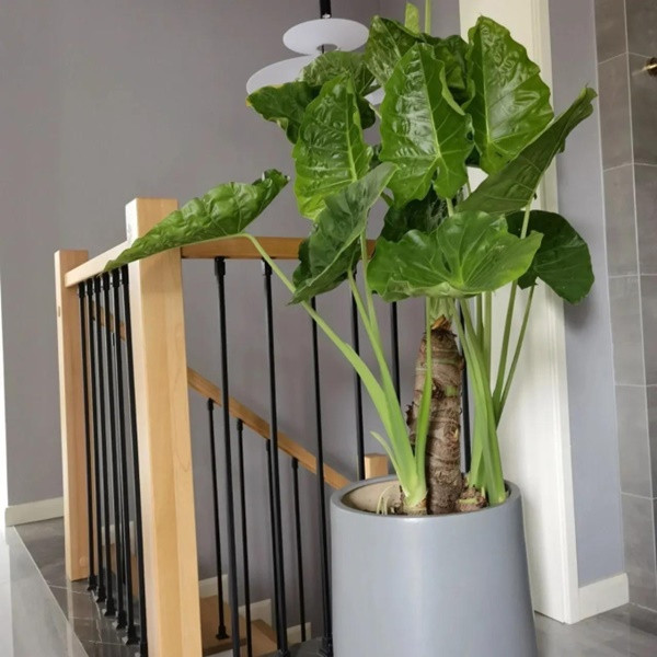 Bởi vậy, dù có vẻ ngoài đẹp đẽ và thu hút đến đâu bạn cũng đừng cố chấp đặt loại cây này ở phòng khách. Bởi sức khỏe của các thành viên trong gia đình luôn phải là điều được đặt lên hàng đầu. 