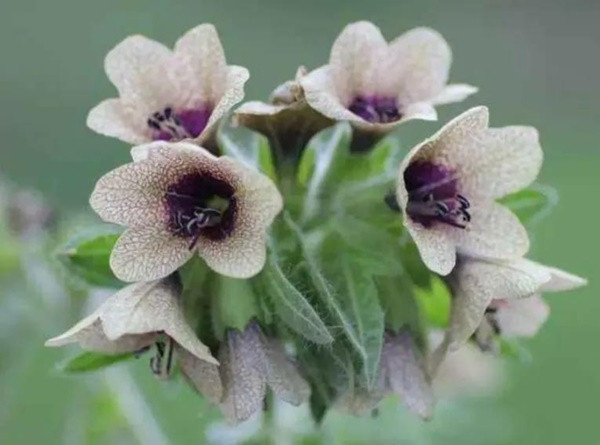 Nếu có một "nàng tiên hoa" trong phòng khách, bạn cần nhanh chóng di chuyển nó ra ngoài. Bởi vì ở lâu trong cùng một môi trường với cây sẽ dẫn đến cảm giác khó chịu về thể chất, ảnh hưởng cả về sức khỏe và tinh thần của bạn. 