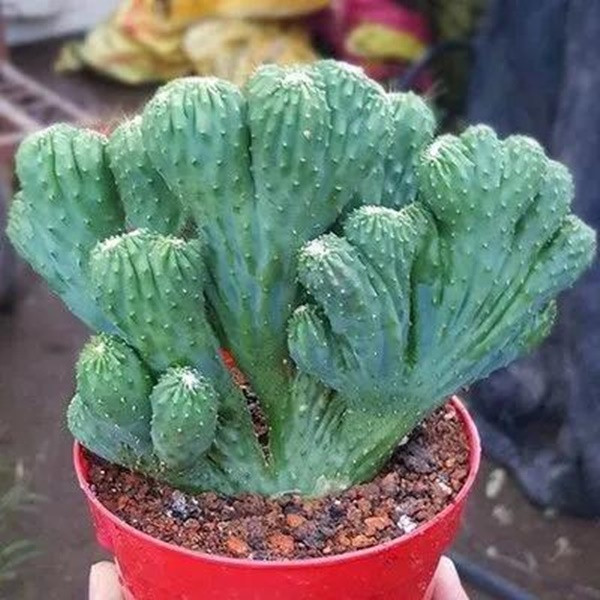 Tuy nhiên, nhựa của loài cây này có chứa độc tính nên bạn phải cẩn thận khi đặt chúng trong phòng khách. Đặc biệt những gia đình có con nhỏ thì tốt nhất không nên "chơi" loài cây này để tránh tuyệt đối việc trẻ em tiếp xúc với dịch mủ bên trong của cây.