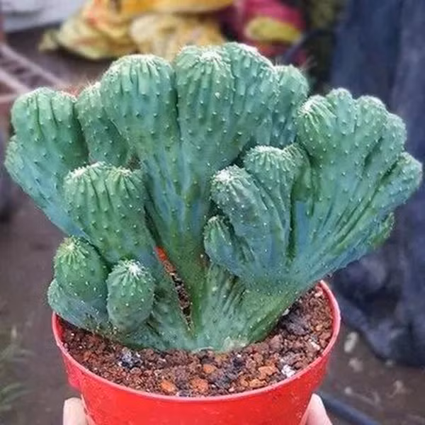 Tuy nhiên, nhựa của loài cây này có chứa độc tính nên bạn phải cẩn thận khi đặt chúng trong phòng khách. Đặc biệt những gia đình có con nhỏ thì tốt nhất không nên "chơi" loài cây này để tránh tuyệt đối việc trẻ em tiếp xúc với dịch mủ bên trong của cây.