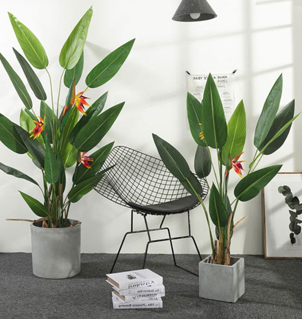 Theo nghiên cứu, trong hoa và hạt của cây thiên điểu có chứa chất gây ngộ độc đường ruột. Ngoài ra, khi tiếp xúc lâu với cánh hoa thiên điểu, sẽ có cảm giác khó chịu, chóng mặt, buồn nôn, nhức đầu,… Giống như là bị "thao túng tâm lý" vậy đó. 