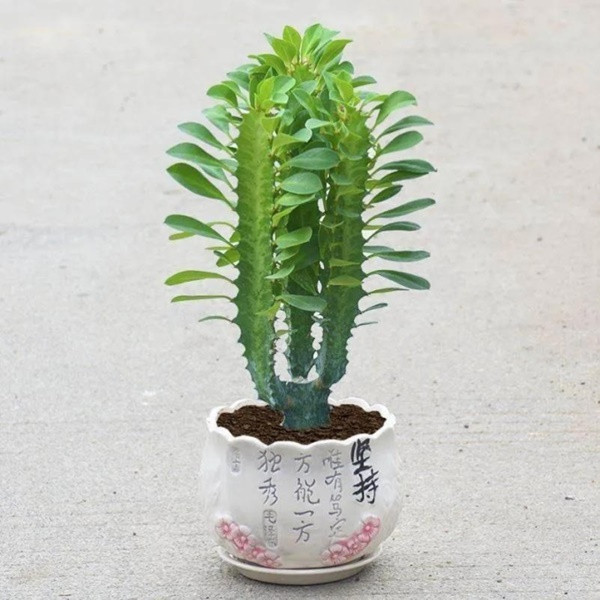 Đặc biệt, nếu chẳng may nuốt phải mủ cây, con người có thể bị suy giảm hệ thống miễn dịch. Nếu nhà bạn có trẻ nhỏ và người già thì tốt nhất phải tránh xa loài này ngay lập tức vì 2 đối tượng này có thể dễ tiếp xúc với chất độc một cách vô tình nào đó. 