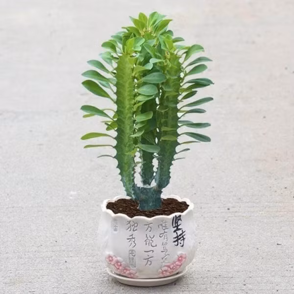 Đặc biệt, nếu chẳng may nuốt phải mủ cây, con người có thể bị suy giảm hệ thống miễn dịch. Nếu nhà bạn có trẻ nhỏ và người già thì tốt nhất phải tránh xa loài này ngay lập tức vì 2 đối tượng này có thể dễ tiếp xúc với chất độc một cách vô tình nào đó. 