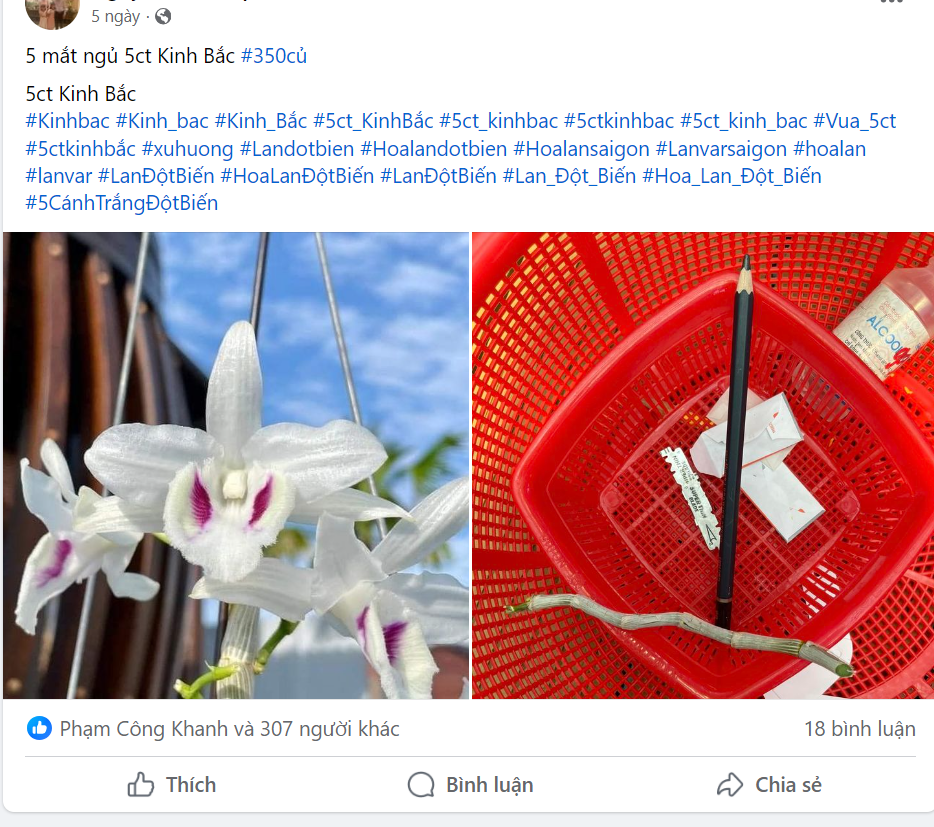 Lan dot bien sot gia tro lai, chieu tro de “lua ga”?