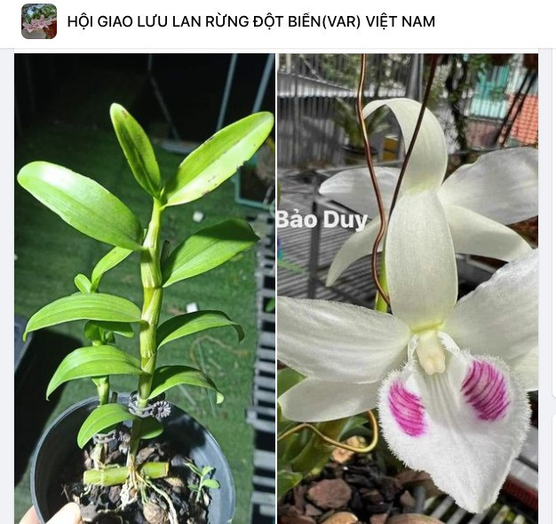 Lan dot bien sot gia tro lai, chieu tro de “lua ga”?-Hinh-3