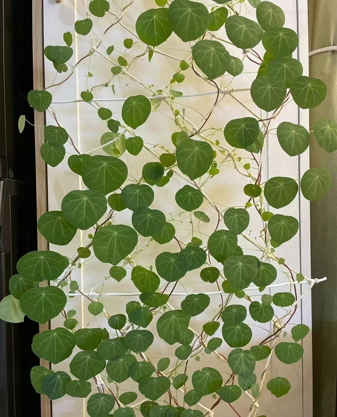 Loai cay canh nao cao cap, sang chanh, “doi gio” cho can nha?-Hinh-4