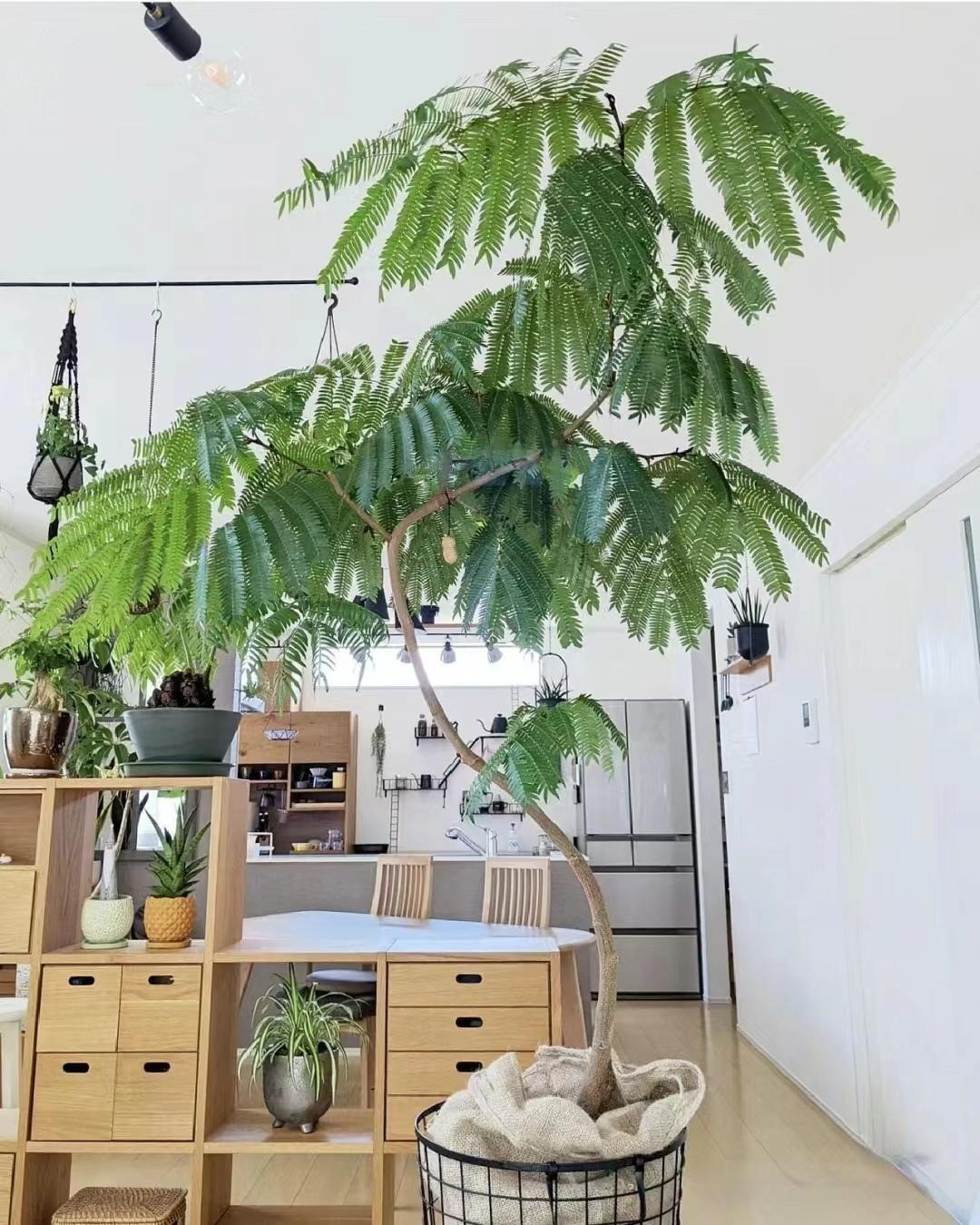 Loai cay canh nao cao cap, sang chanh, “doi gio” cho can nha?-Hinh-9