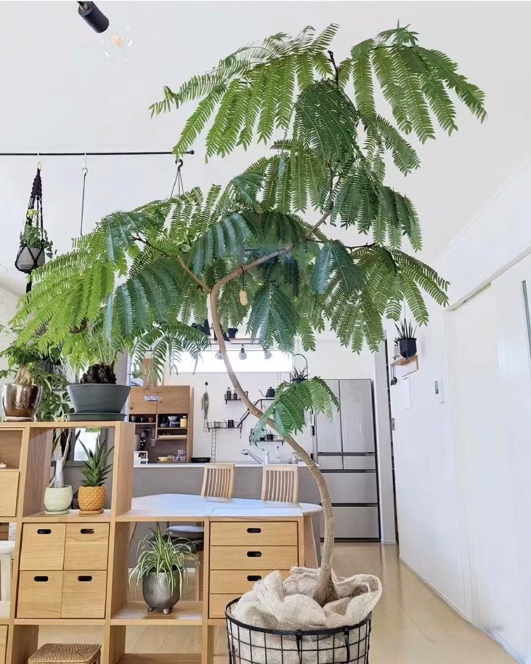 Loai cay canh nao cao cap, sang chanh, “doi gio” cho can nha?-Hinh-9