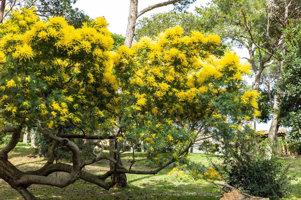 Loai cay canh nao cao cap, sang chanh, “doi gio” cho can nha?-Hinh-8
