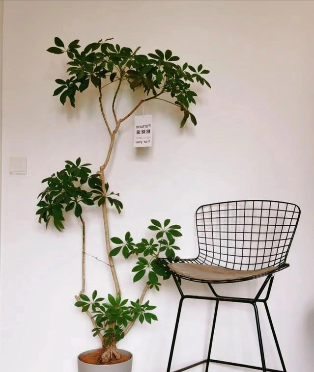 Loai cay canh nao cao cap, sang chanh, “doi gio” cho can nha?-Hinh-12