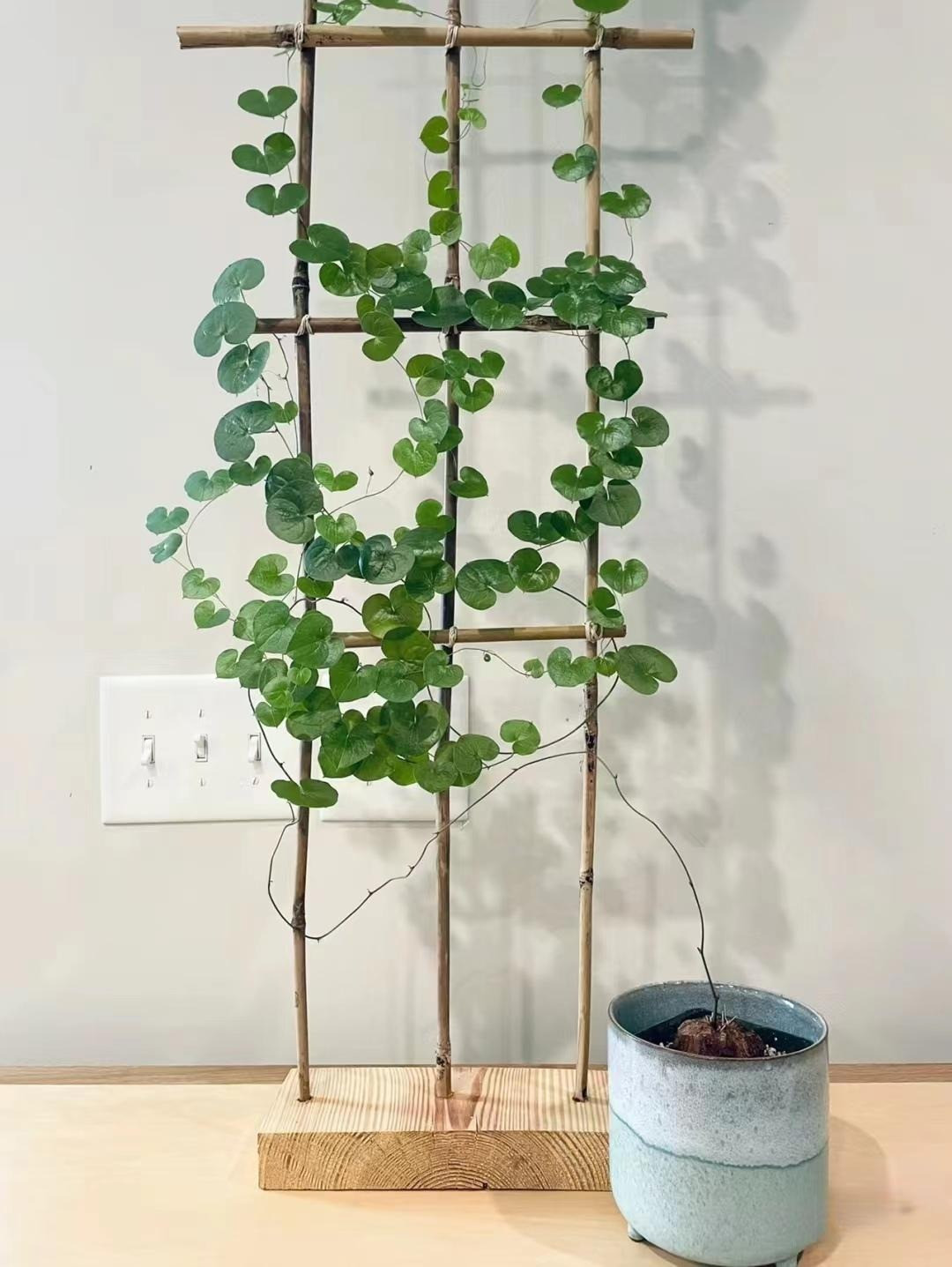 Loai cay canh nao cao cap, sang chanh, “doi gio” cho can nha?-Hinh-6