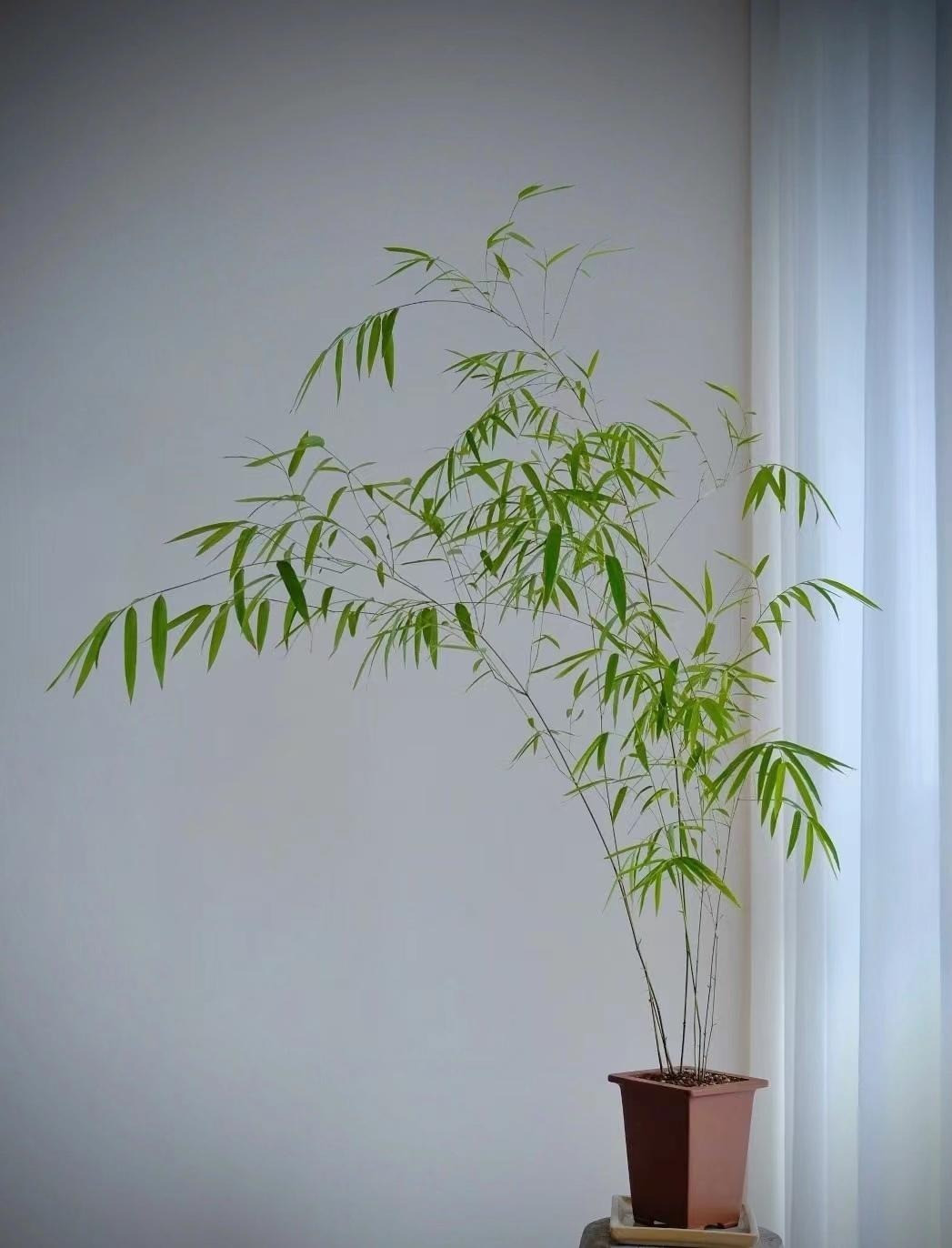 Loai cay canh nao cao cap, sang chanh, “doi gio” cho can nha?-Hinh-10