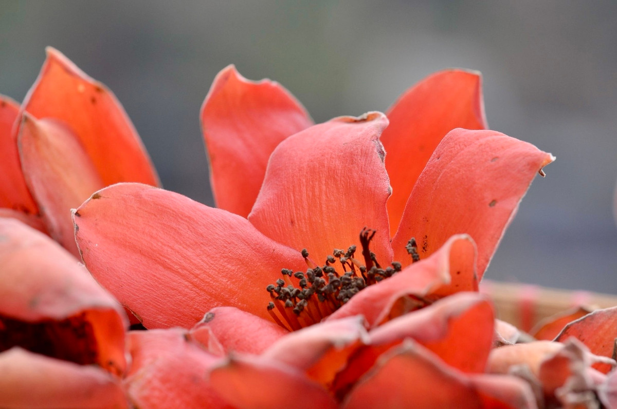 Trong mùa hoa, cây gạo rụng hết lá, chỉ còn những bông hoa đỏ rực trên cành.