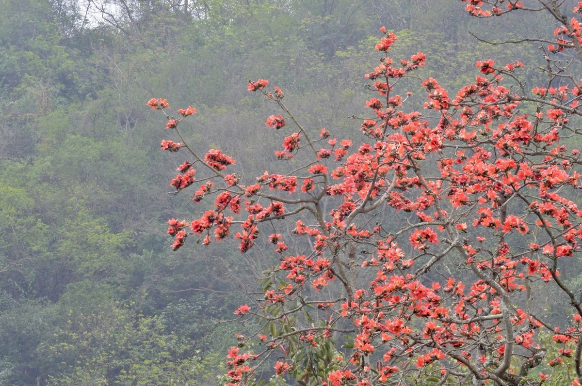 Hoa gạo gắn liền với làng quê Bắc Bộ, hoa nở như ngầm báo hiệu những đợt rét cuối cùng của mùa đông sẽ qua và một mùa hè sắp đến.