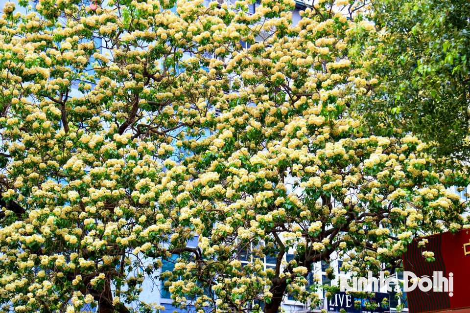 Gioi tre Ha Noi hao huc check in hoa bun co hon 300 tuoi-Hinh-12