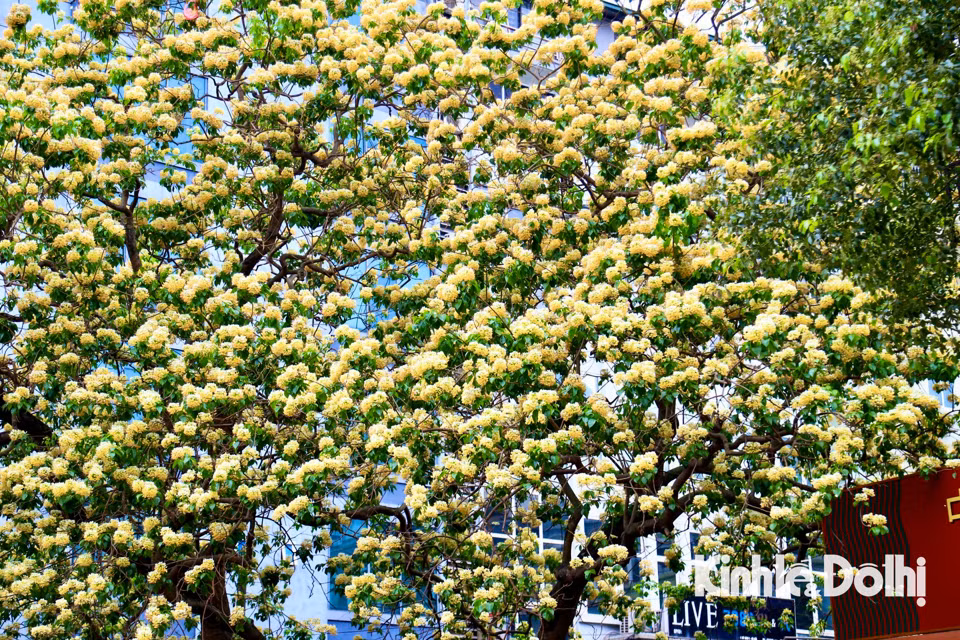 Gioi tre Ha Noi hao huc check in hoa bun co hon 300 tuoi-Hinh-12