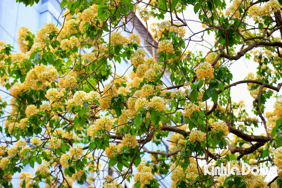 Gioi tre Ha Noi hao huc check in hoa bun co hon 300 tuoi-Hinh-3