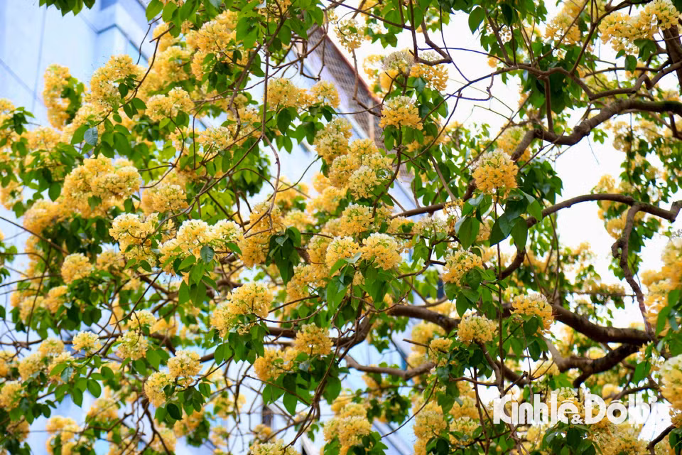 Gioi tre Ha Noi hao huc check in hoa bun co hon 300 tuoi-Hinh-3