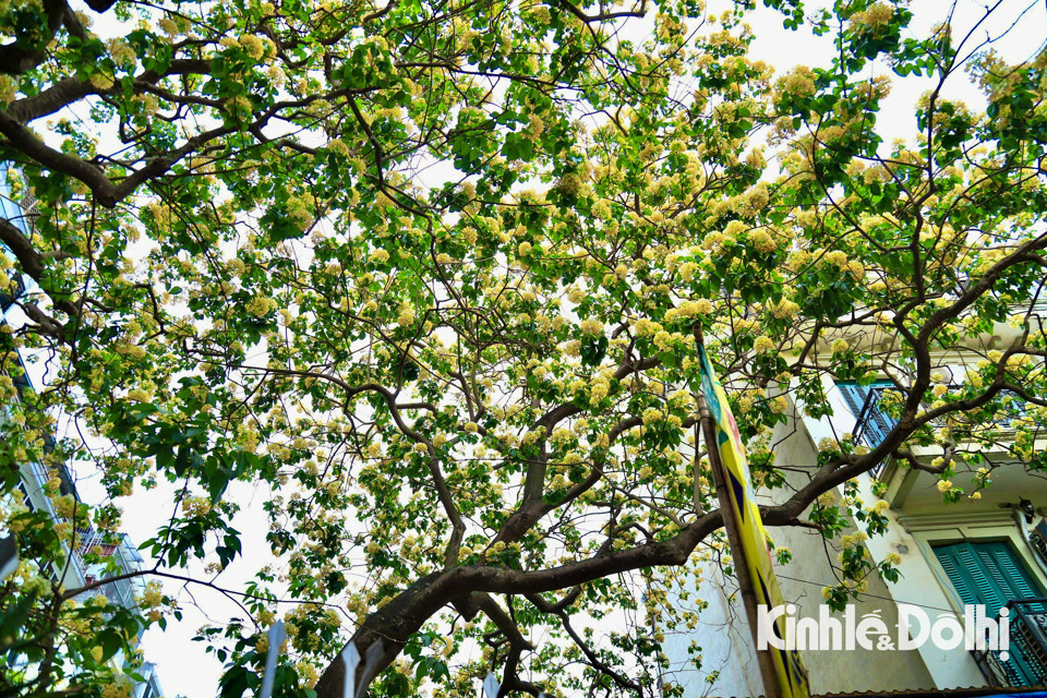 Gioi tre Ha Noi hao huc check in hoa bun co hon 300 tuoi-Hinh-8