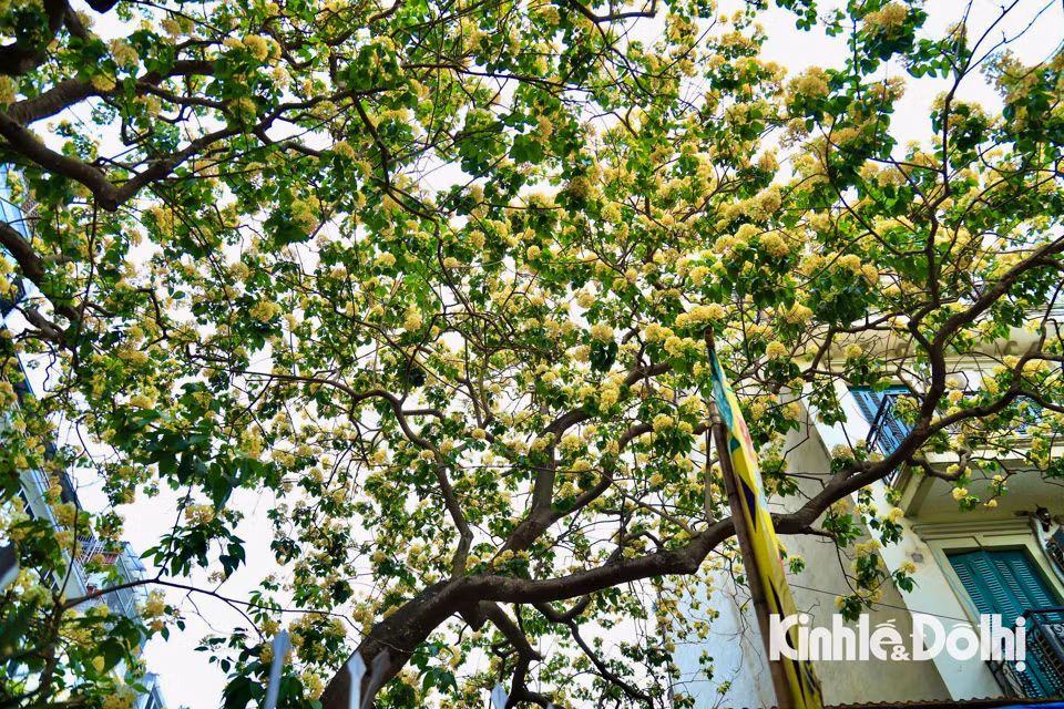 Gioi tre Ha Noi hao huc check in hoa bun co hon 300 tuoi-Hinh-8