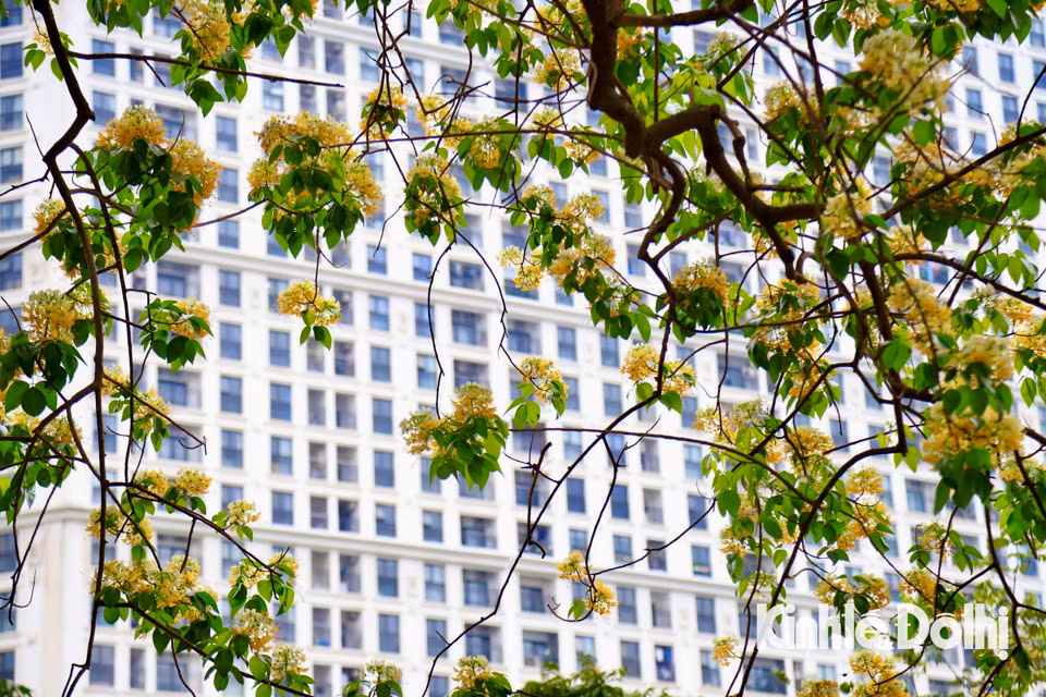 Gioi tre Ha Noi hao huc check in hoa bun co hon 300 tuoi-Hinh-7