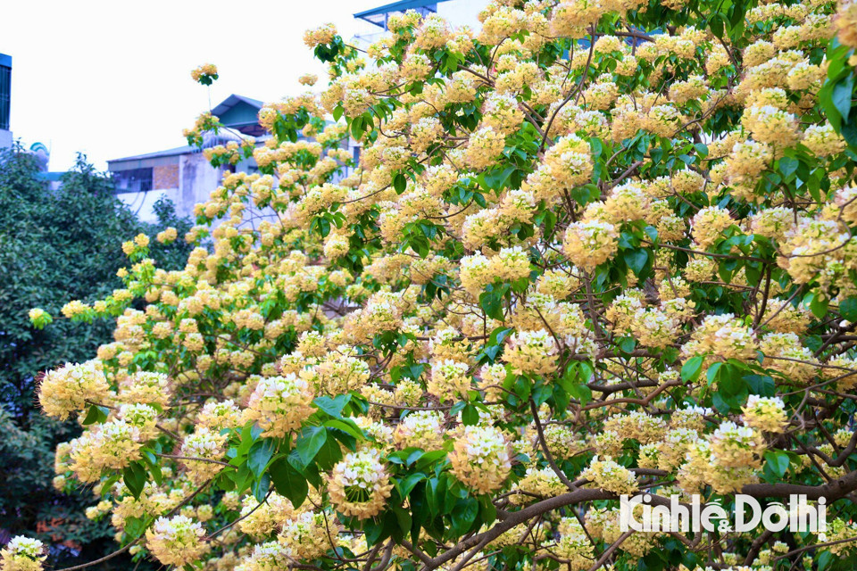 Gioi tre Ha Noi hao huc check in hoa bun co hon 300 tuoi-Hinh-9