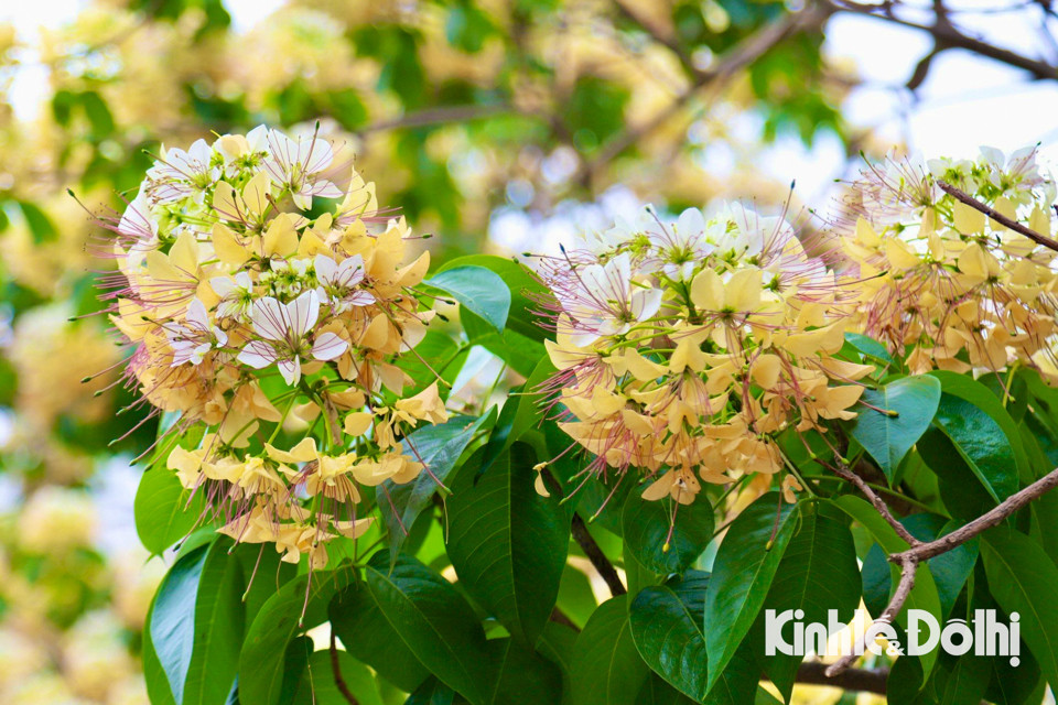 Gioi tre Ha Noi hao huc check in hoa bun co hon 300 tuoi-Hinh-4