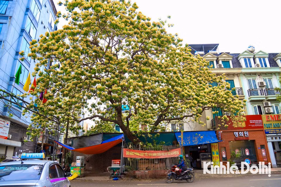 Gioi tre Ha Noi hao huc check in hoa bun co hon 300 tuoi