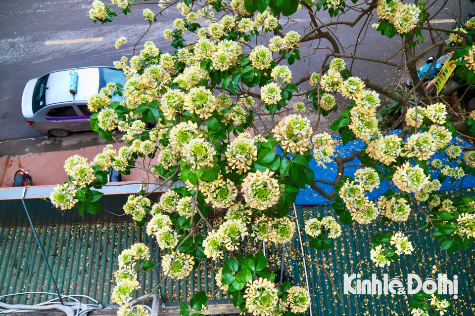 Gioi tre Ha Noi hao huc check in hoa bun co hon 300 tuoi-Hinh-6