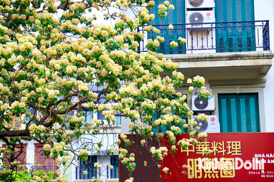 Gioi tre Ha Noi hao huc check in hoa bun co hon 300 tuoi-Hinh-2