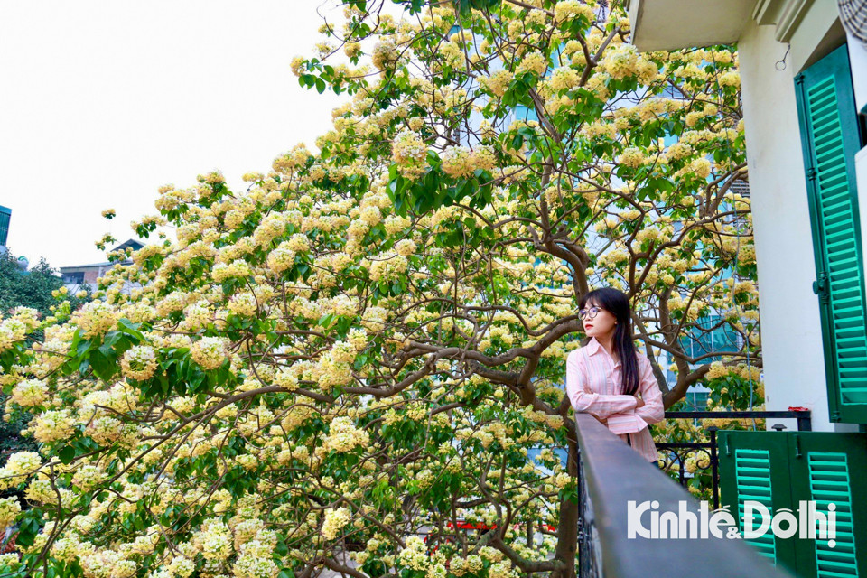 Gioi tre Ha Noi hao huc check in hoa bun co hon 300 tuoi-Hinh-14