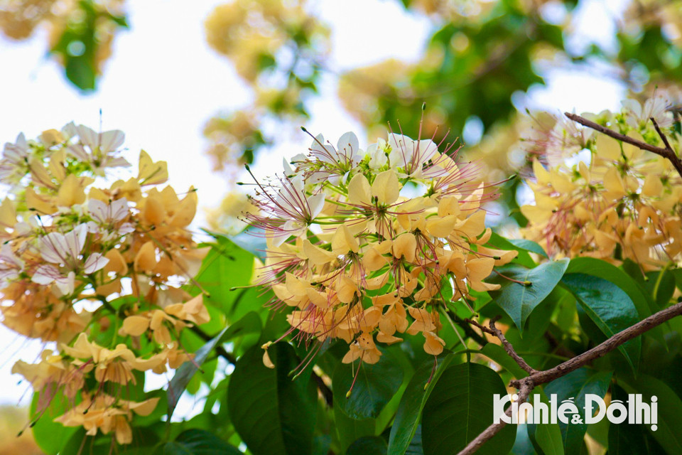 Gioi tre Ha Noi hao huc check in hoa bun co hon 300 tuoi-Hinh-11