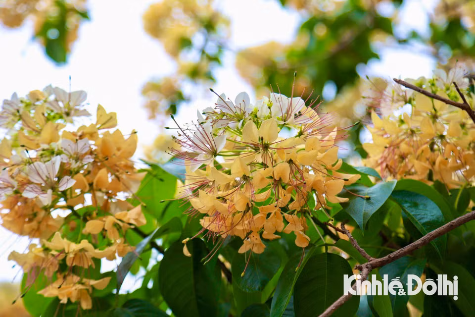 Gioi tre Ha Noi hao huc check in hoa bun co hon 300 tuoi-Hinh-11