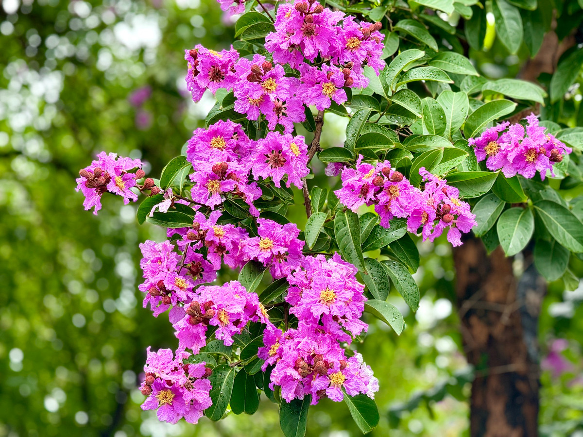 Ha Noi ruc ro mua hoa bang lang tim-Hinh-17