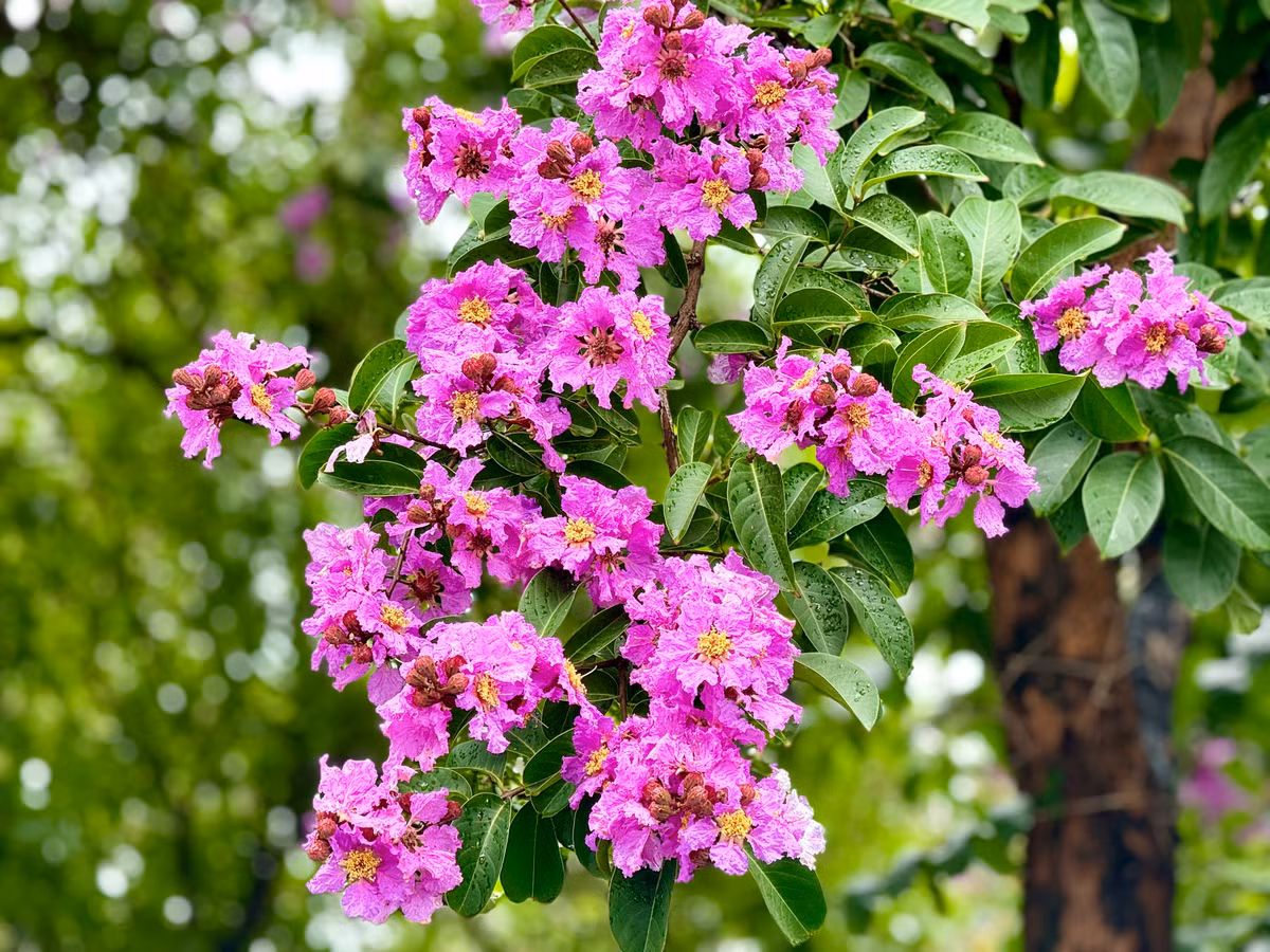 Ha Noi ruc ro mua hoa bang lang tim-Hinh-17