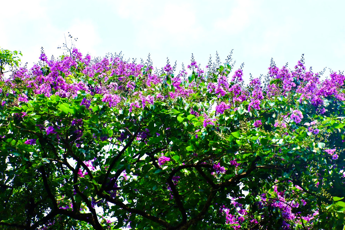 Ha Noi ruc ro mua hoa bang lang tim-Hinh-10