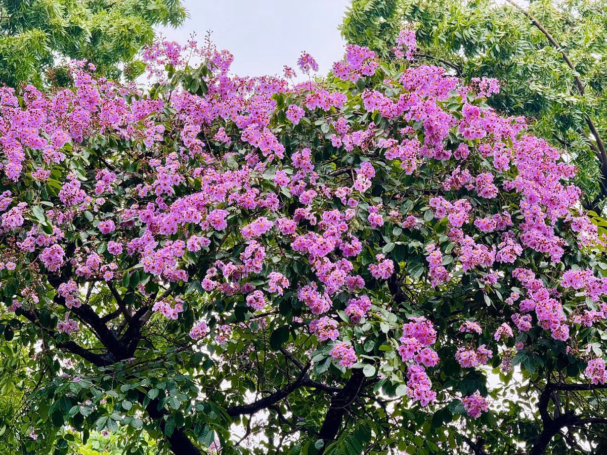 Ha Noi ruc ro mua hoa bang lang tim-Hinh-20