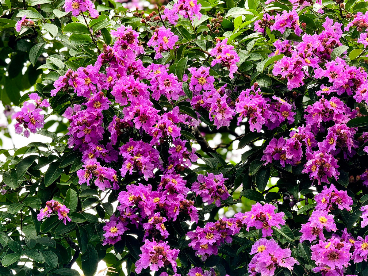 Ha Noi ruc ro mua hoa bang lang tim-Hinh-19