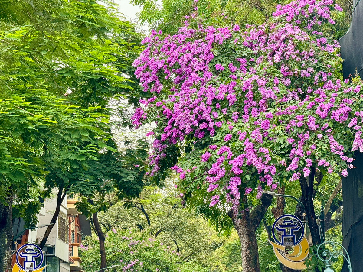 Ha Noi ruc ro mua hoa bang lang tim-Hinh-21