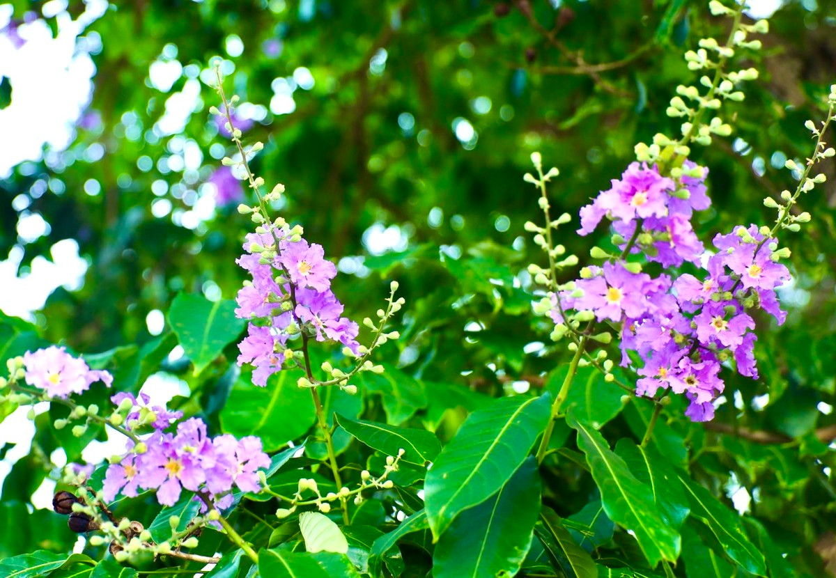 Ha Noi ruc ro mua hoa bang lang tim-Hinh-15