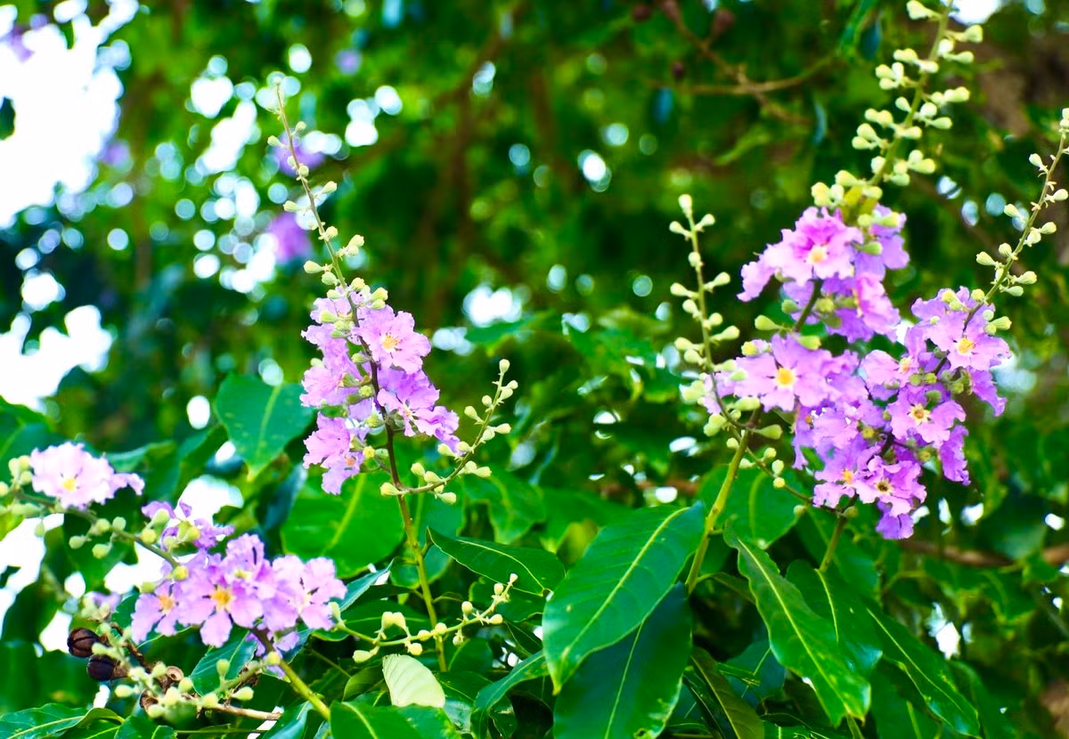 Ha Noi ruc ro mua hoa bang lang tim-Hinh-15