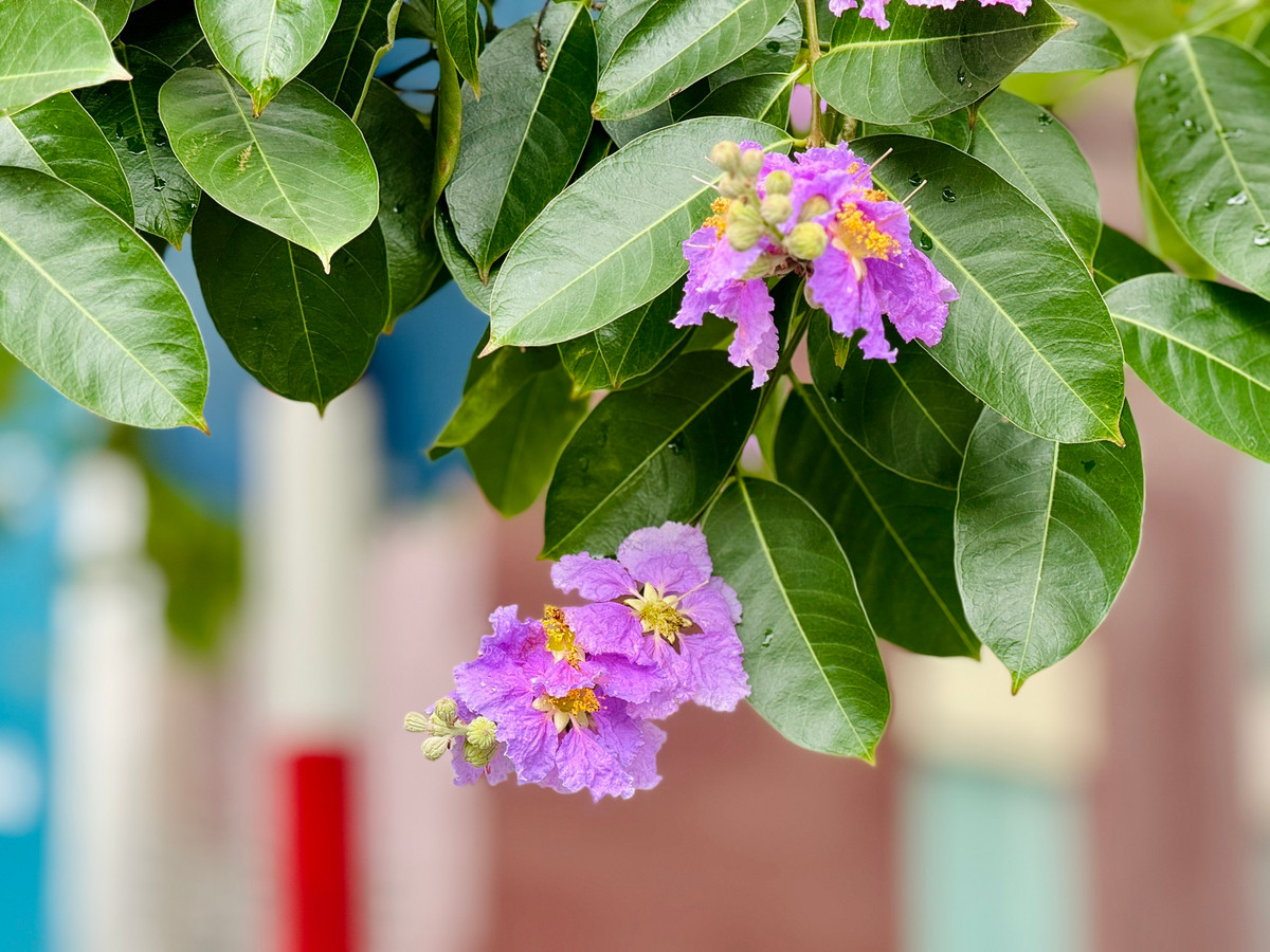 Ha Noi ruc ro mua hoa bang lang tim-Hinh-18