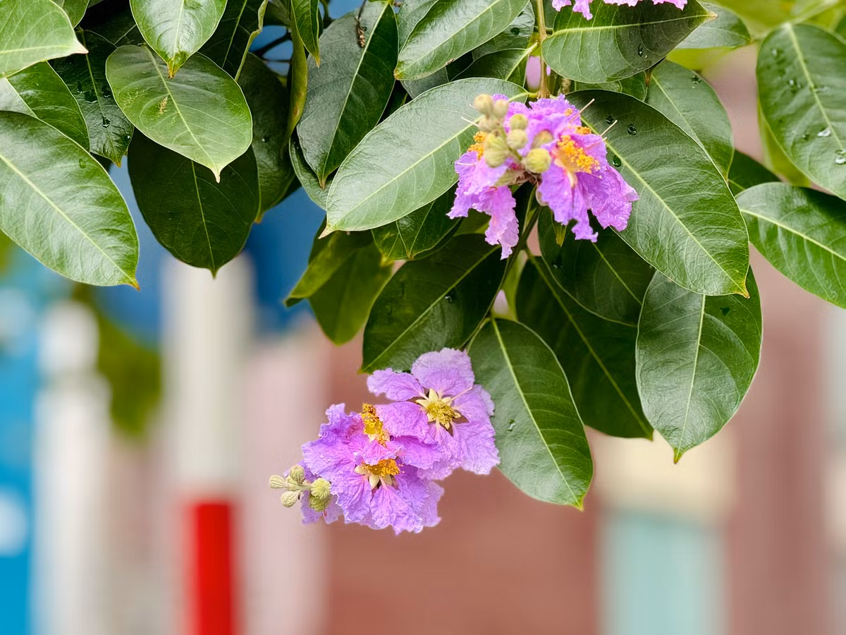 Ha Noi ruc ro mua hoa bang lang tim-Hinh-18