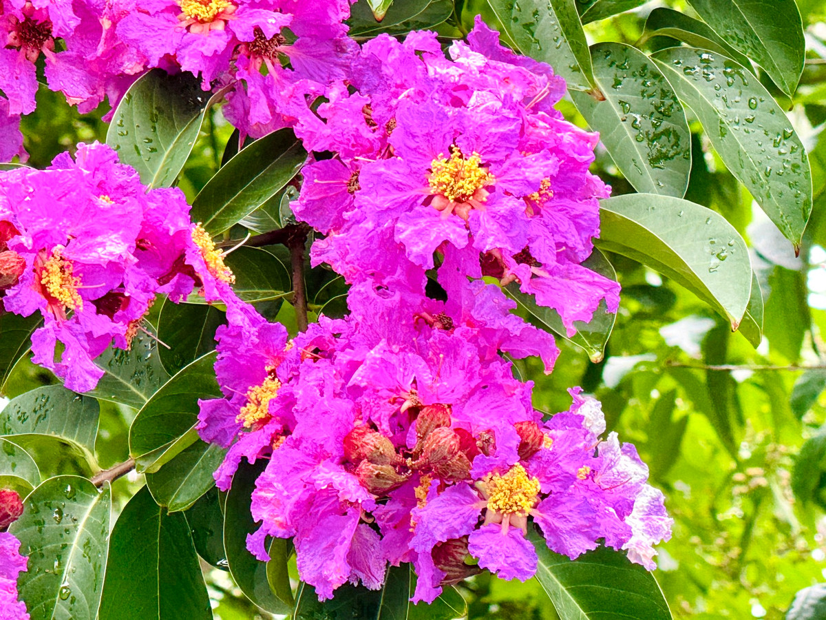 Ha Noi ruc ro mua hoa bang lang tim-Hinh-16