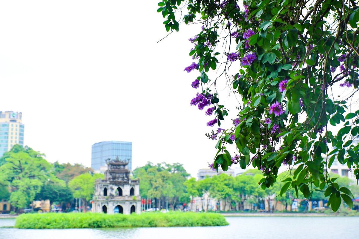 Ha Noi ruc ro mua hoa bang lang tim-Hinh-6