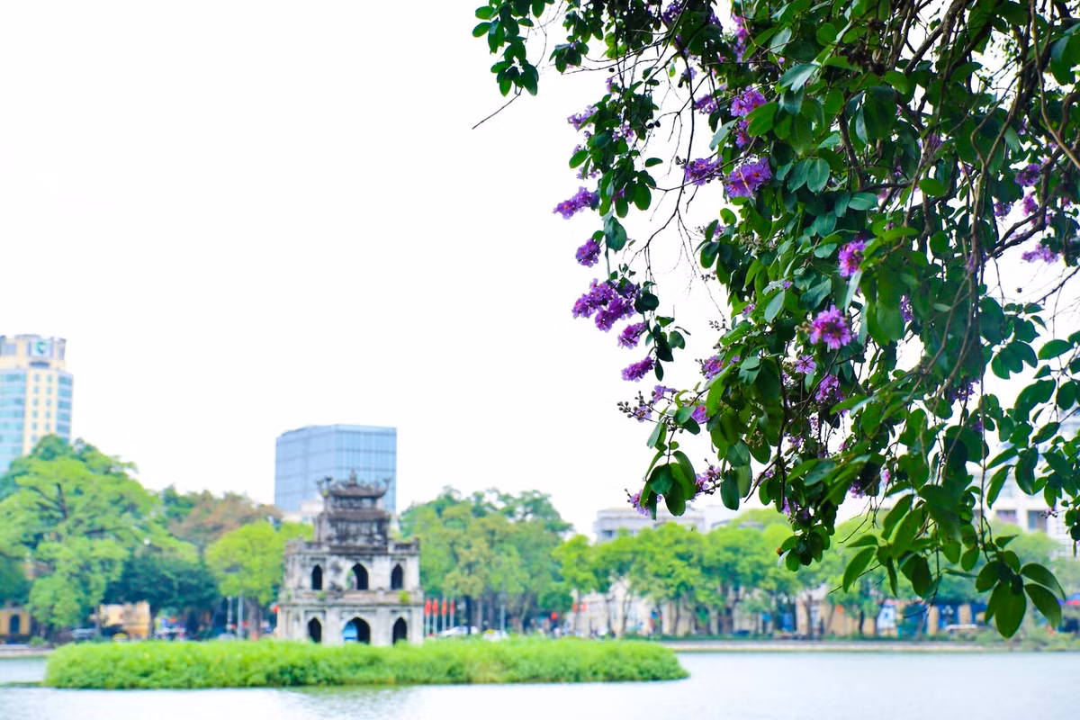 Ha Noi ruc ro mua hoa bang lang tim-Hinh-6