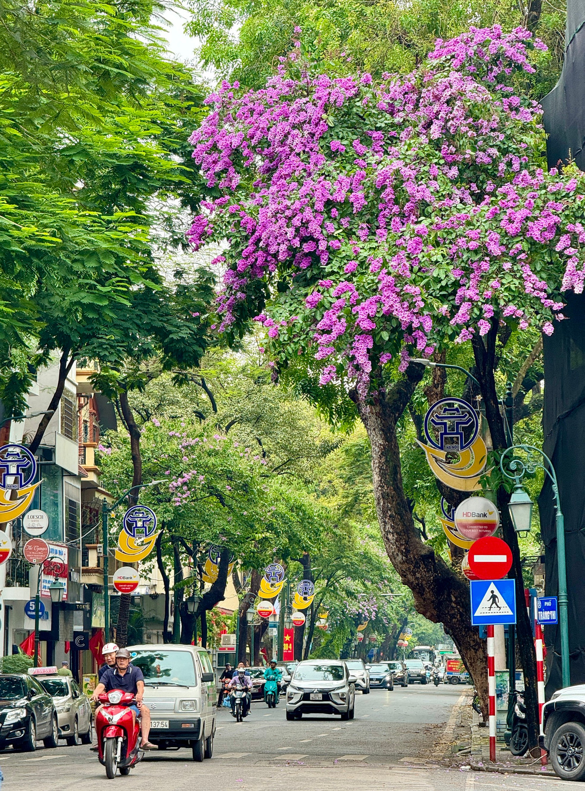 Ha Noi ruc ro mua hoa bang lang tim-Hinh-13