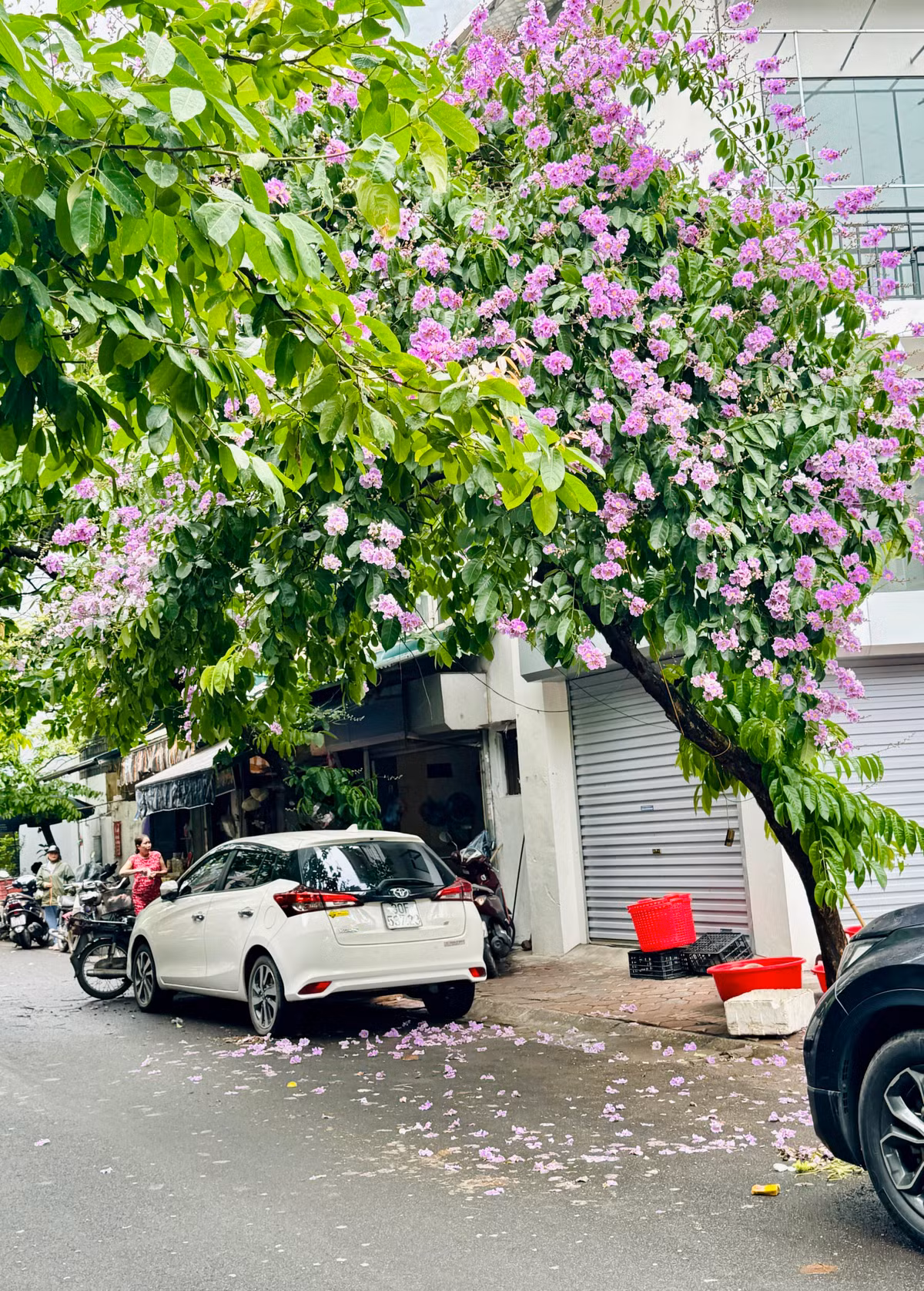 Ha Noi ruc ro mua hoa bang lang tim-Hinh-14