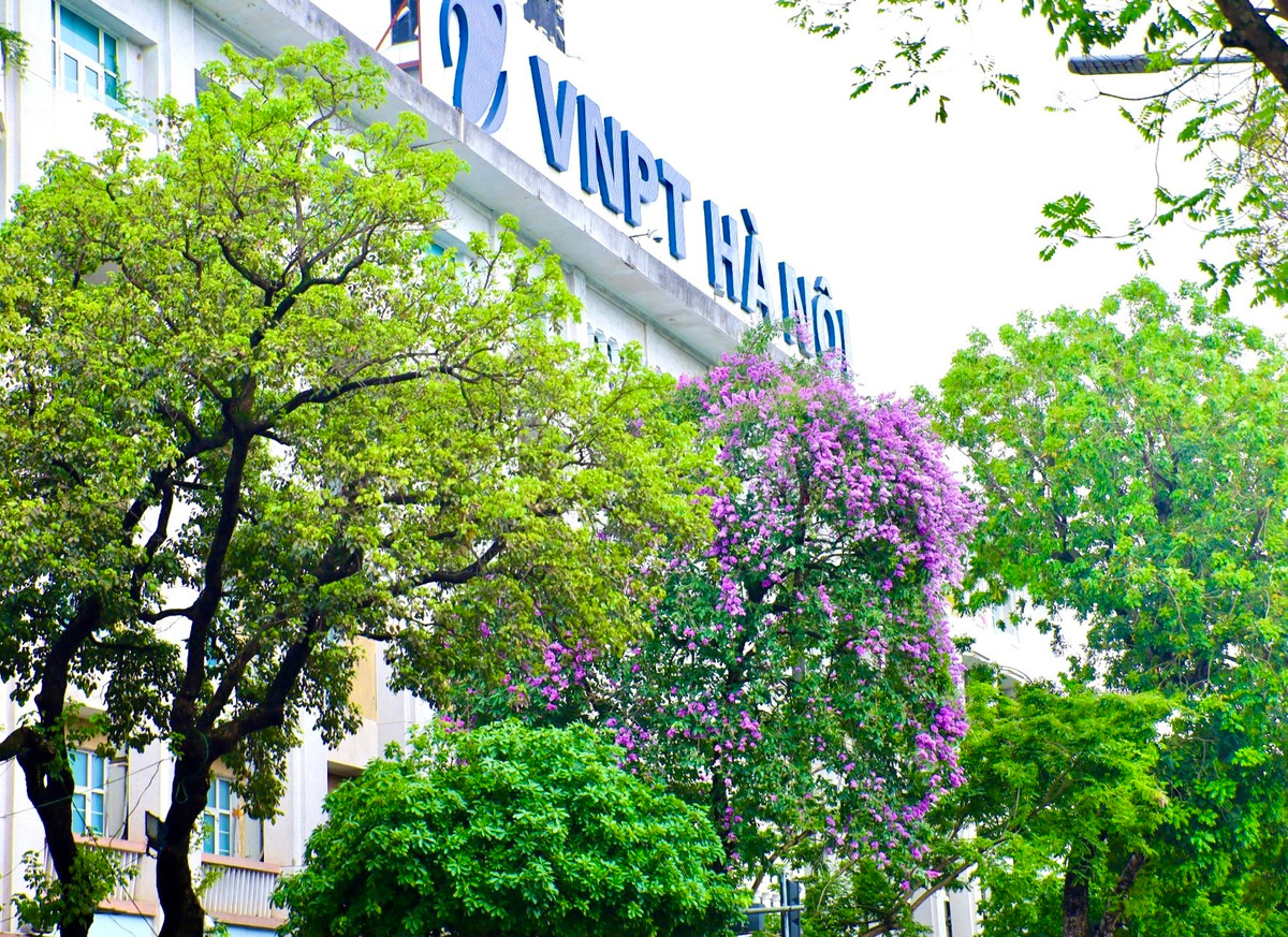 Ha Noi ruc ro mua hoa bang lang tim-Hinh-8